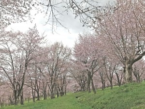 桜2