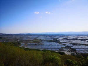 初夏　田園